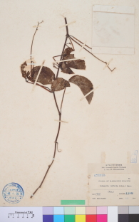 Specimen thumbnail
